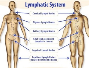 Lymphatic System